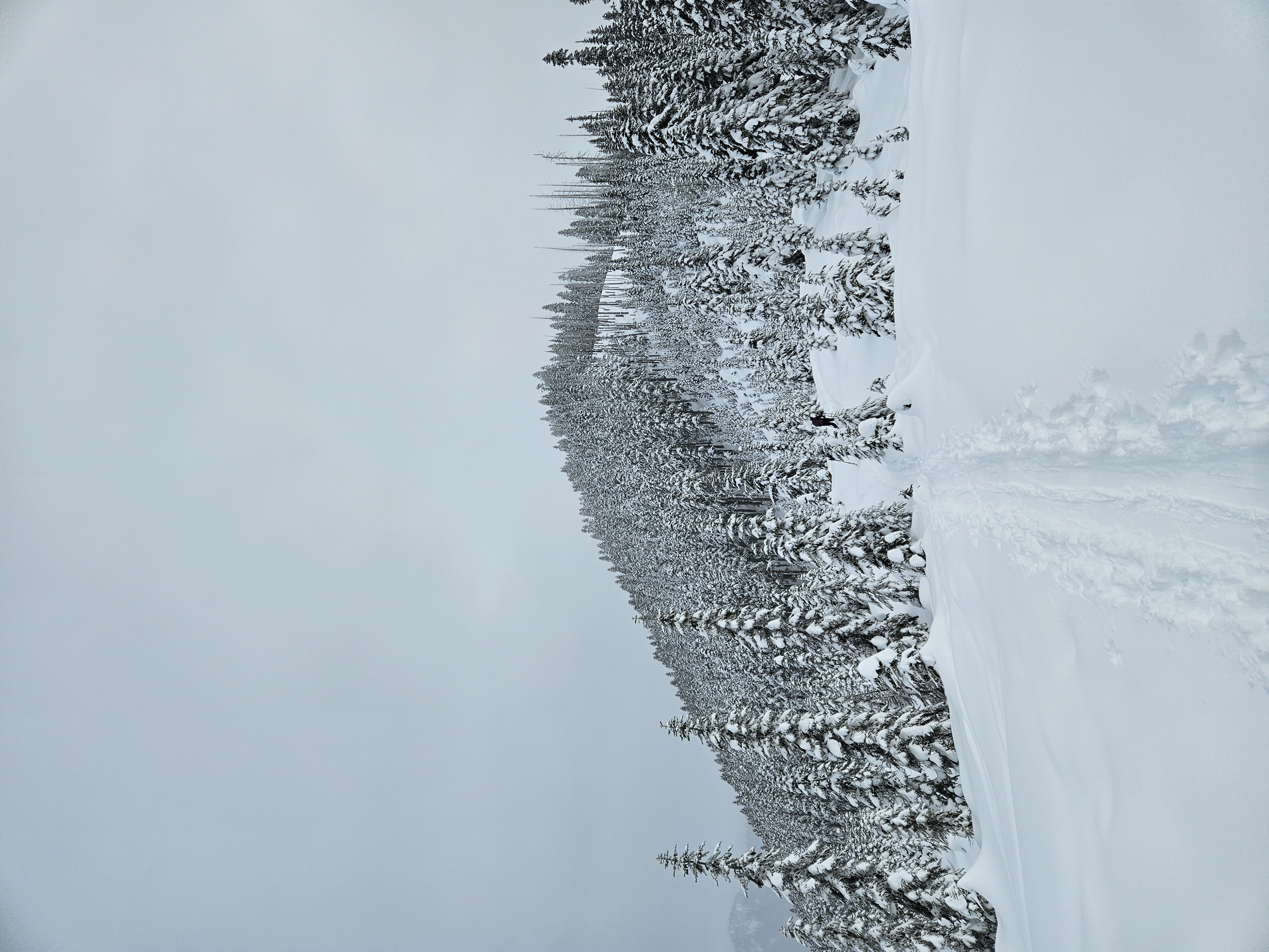 A snowy ridge, with barren, tall, and short trees