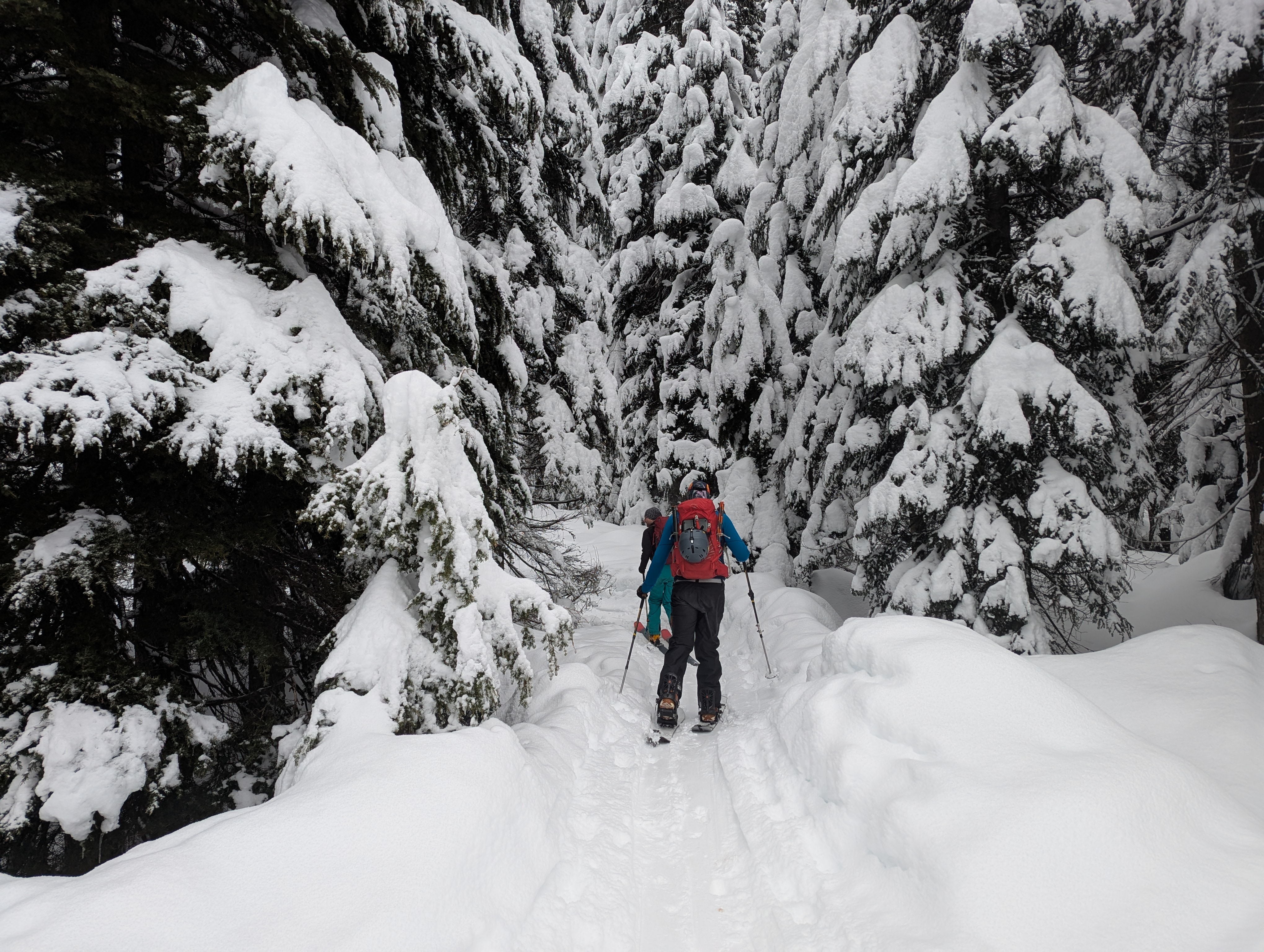 Two skiers skinning up a gentle slope