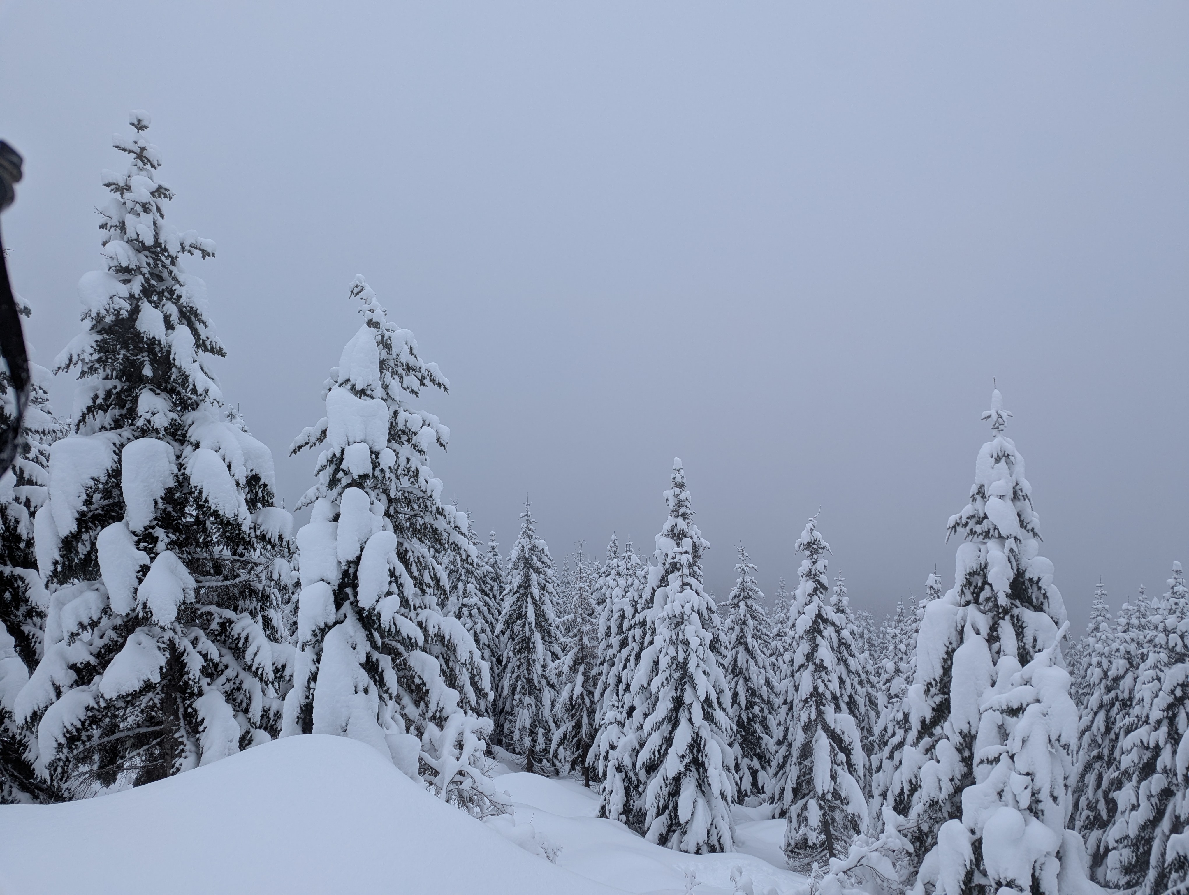 Short Trees with a foggy backdrop