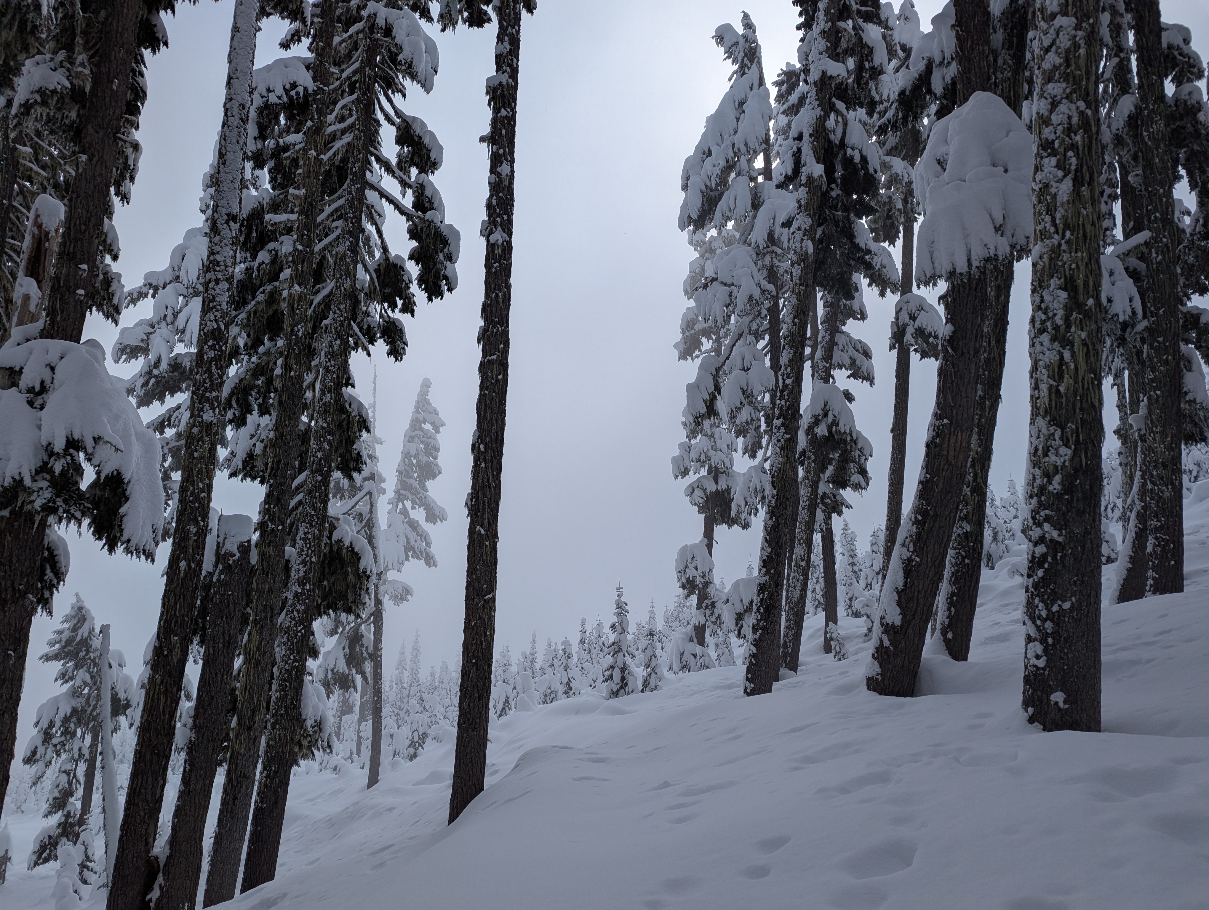 Much taller trees, with the short trees visible through them