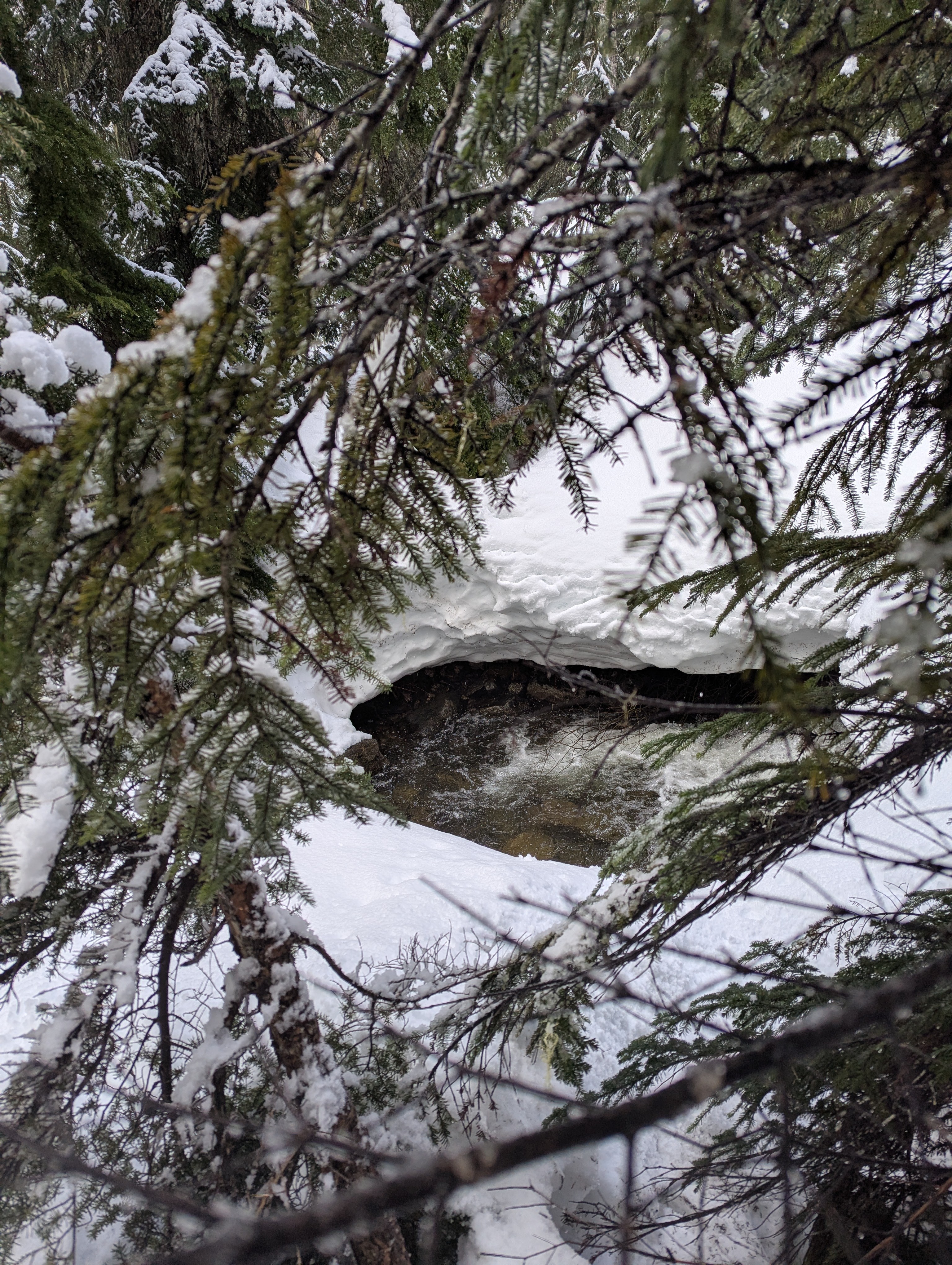 A roaring brook partially covered by snow