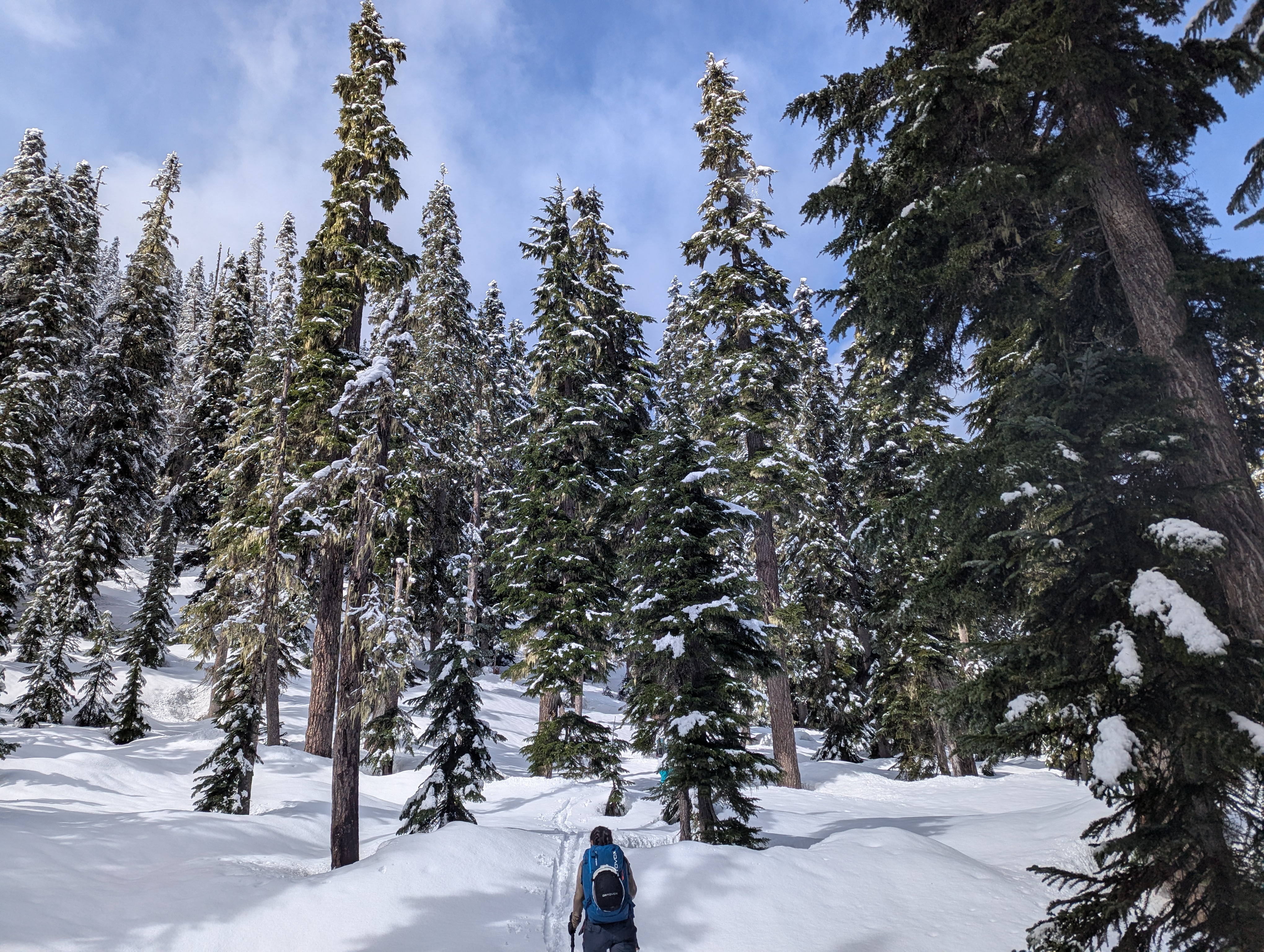 A skier looking at a steeper treed slope ahead