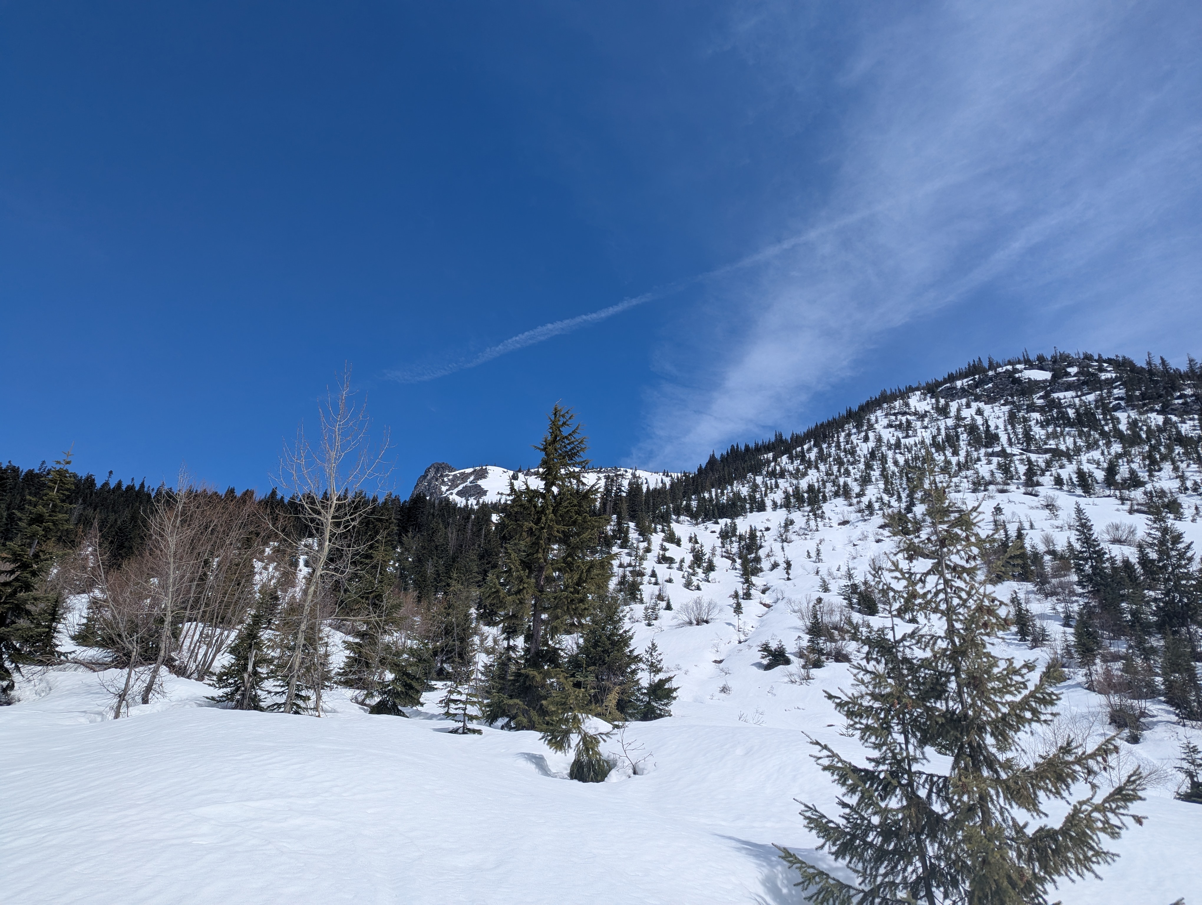A treed snowy slope