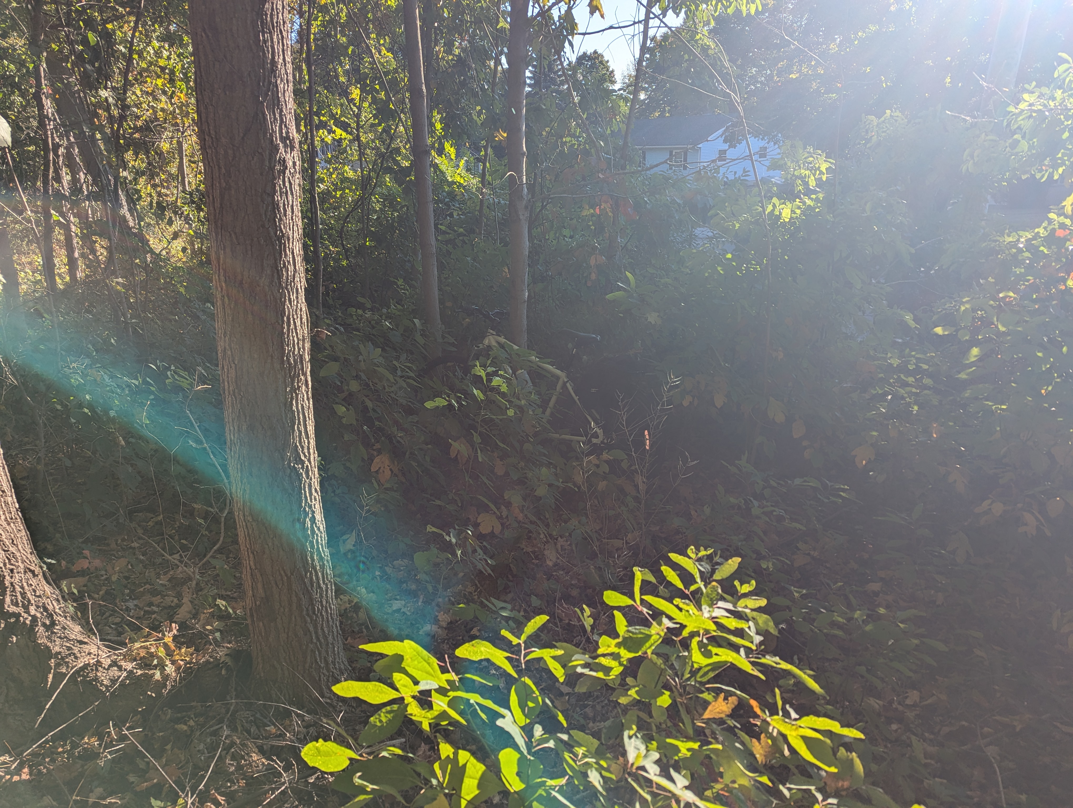 My bike hidden in the woods