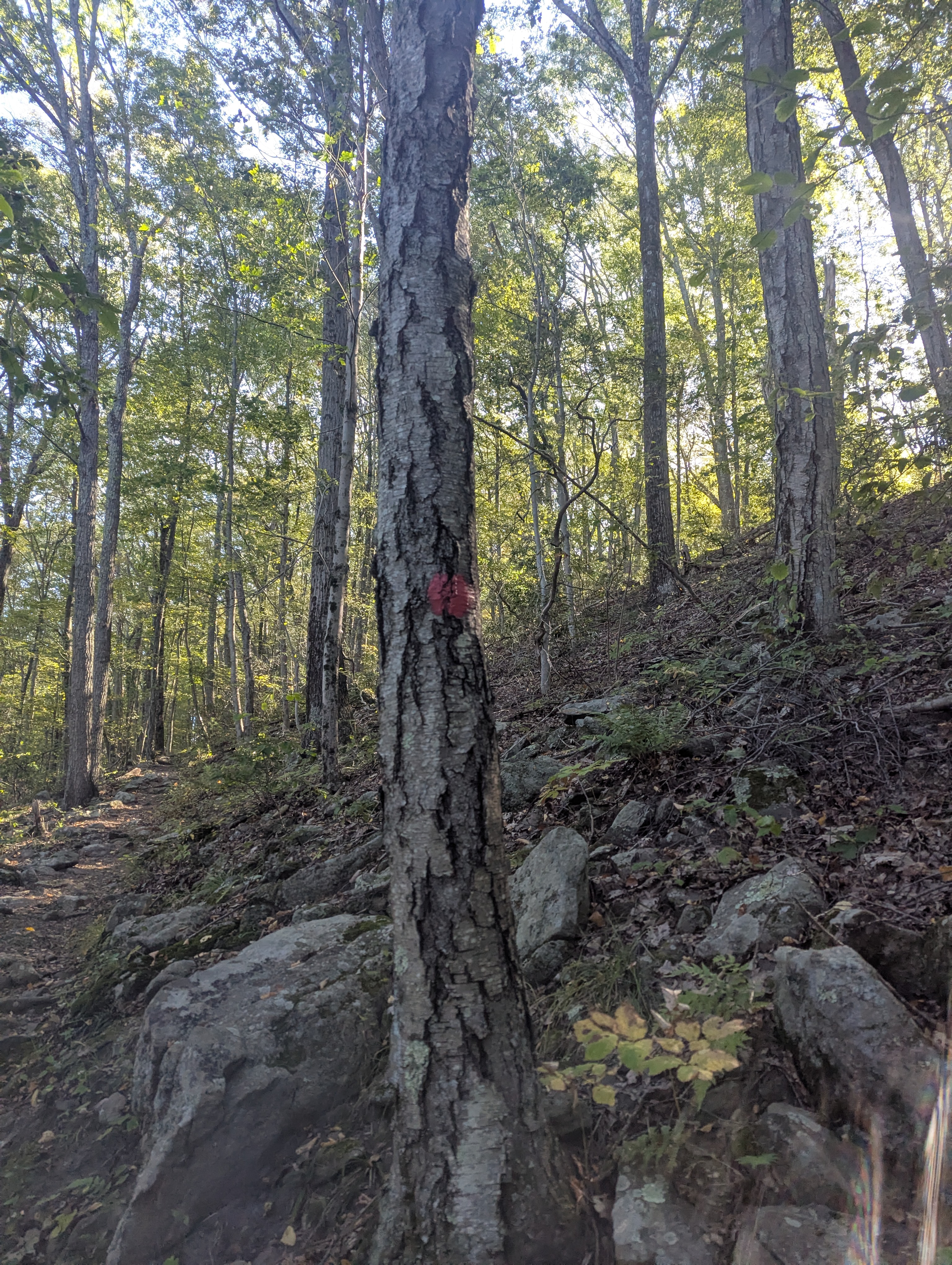 Red Octagon Blaze