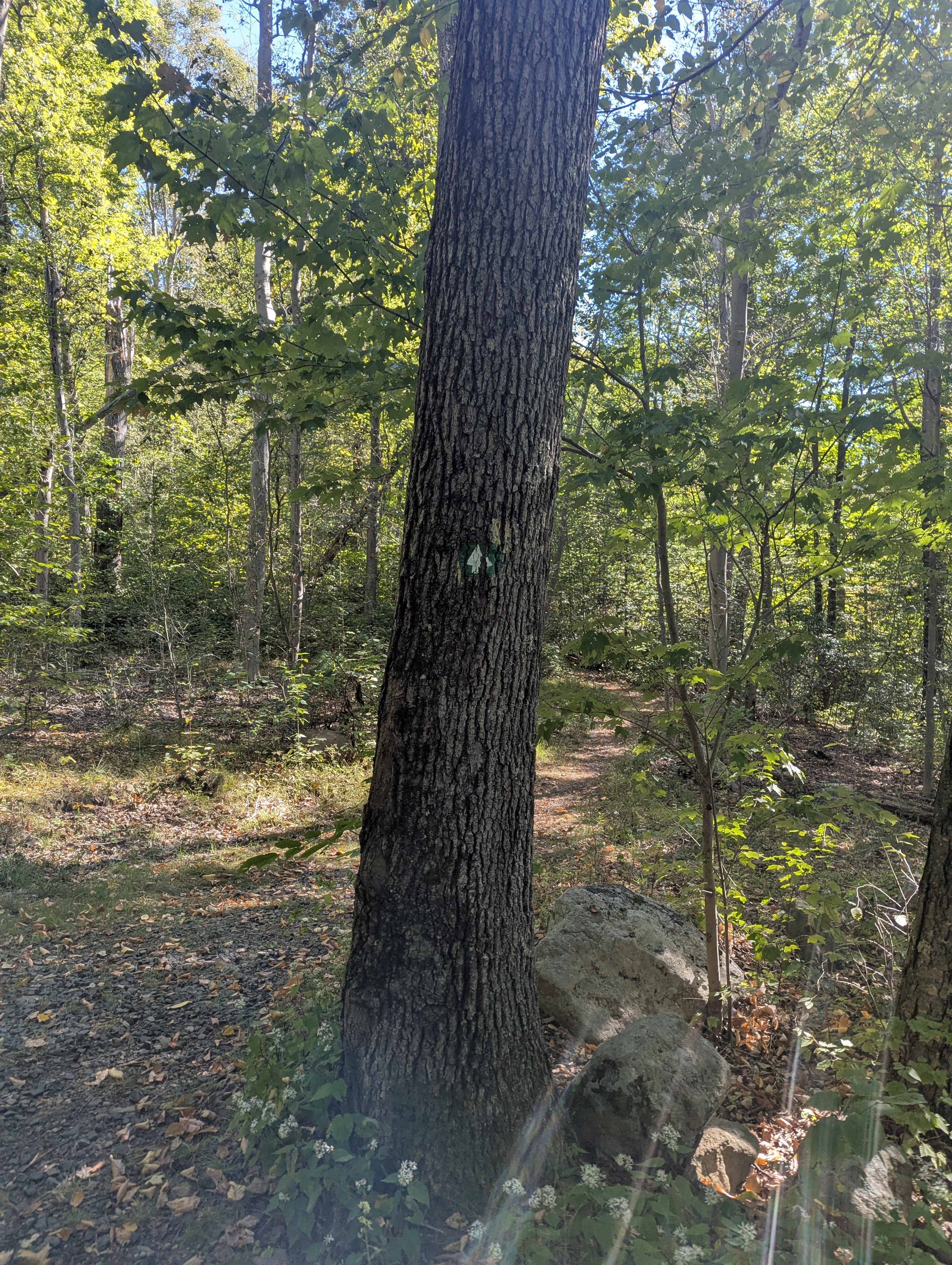 Nature Trail Blaze
