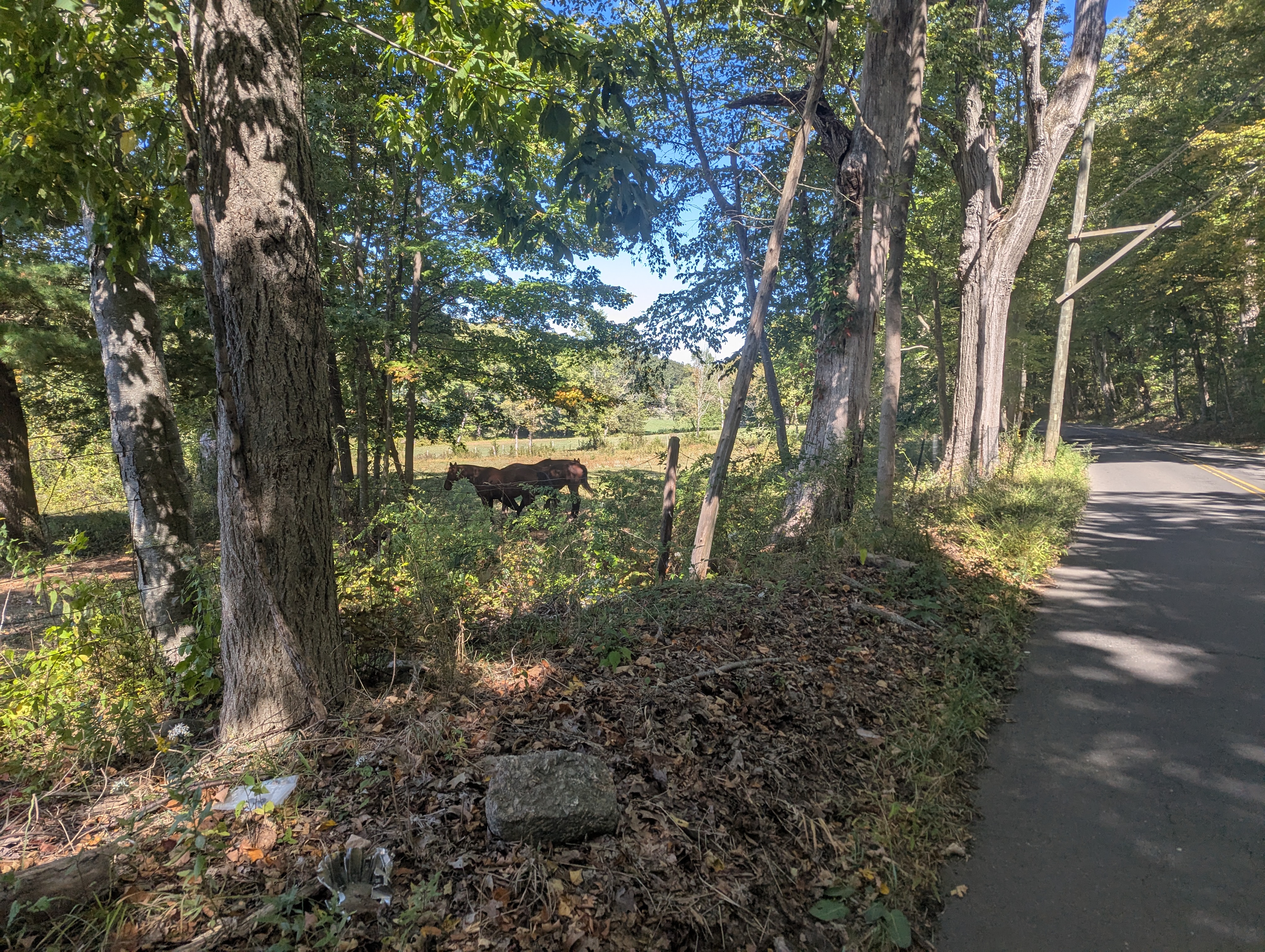 Horses in pasture along the road