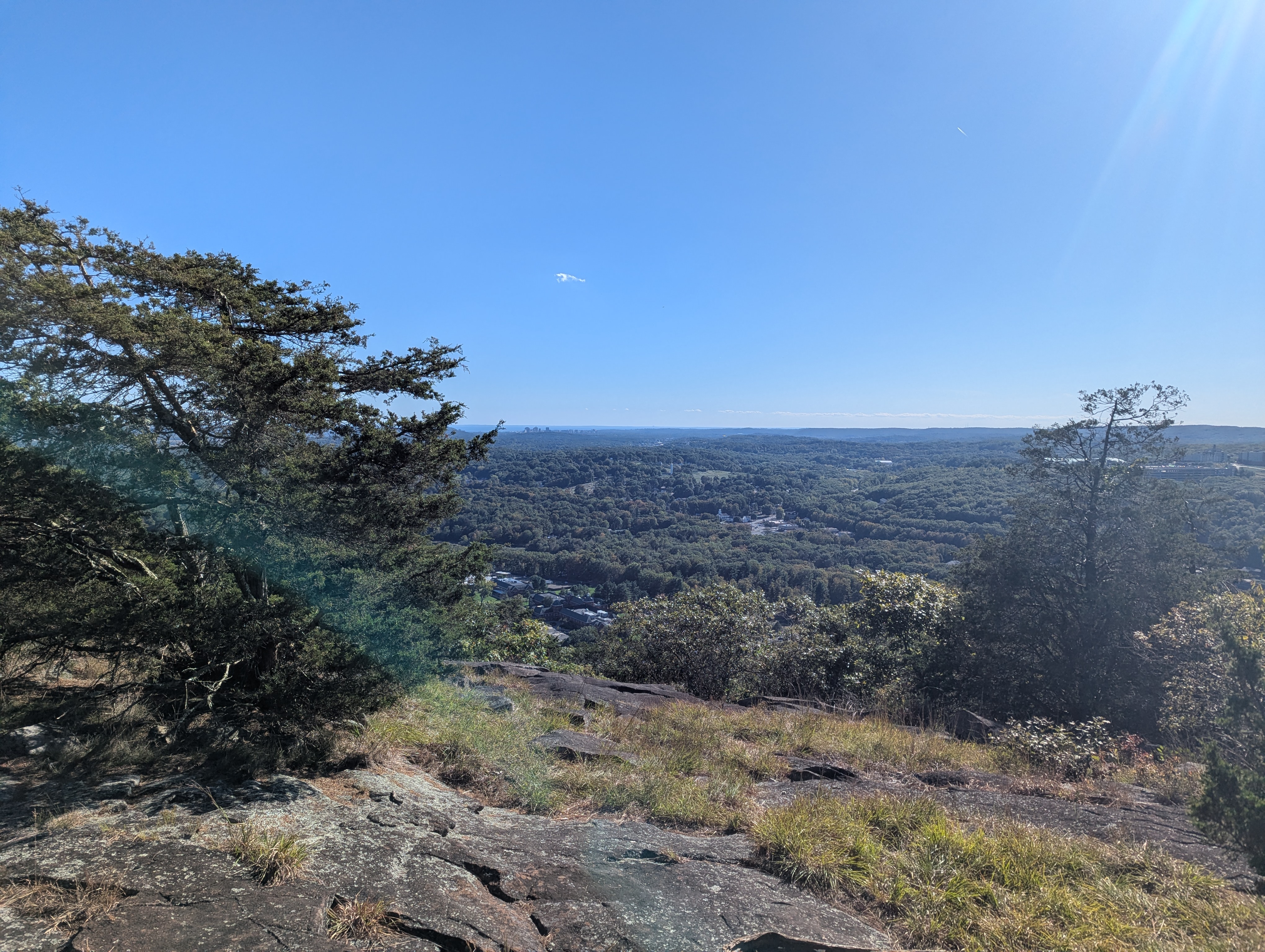 More views of trees