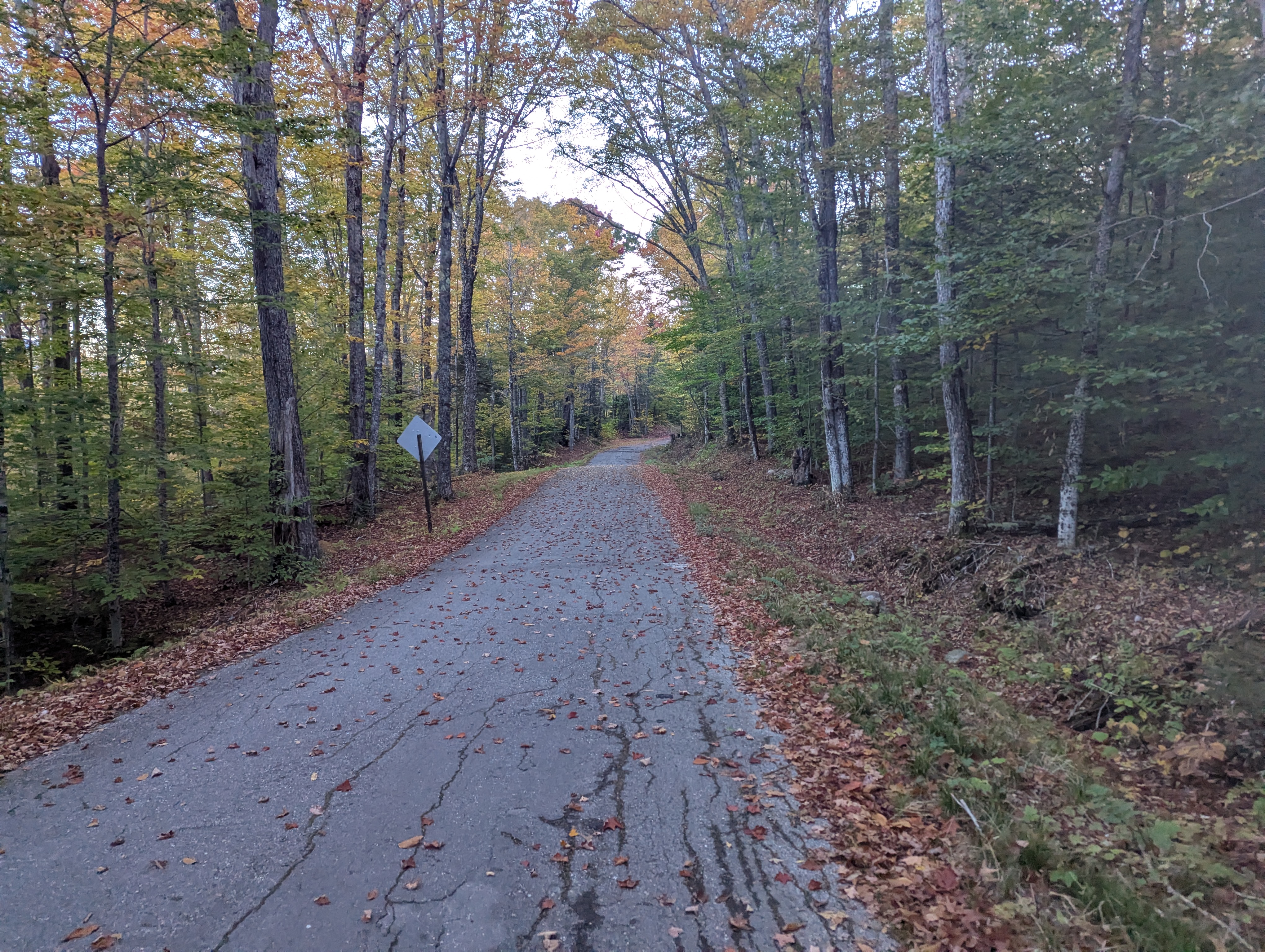 A paved road through the woods