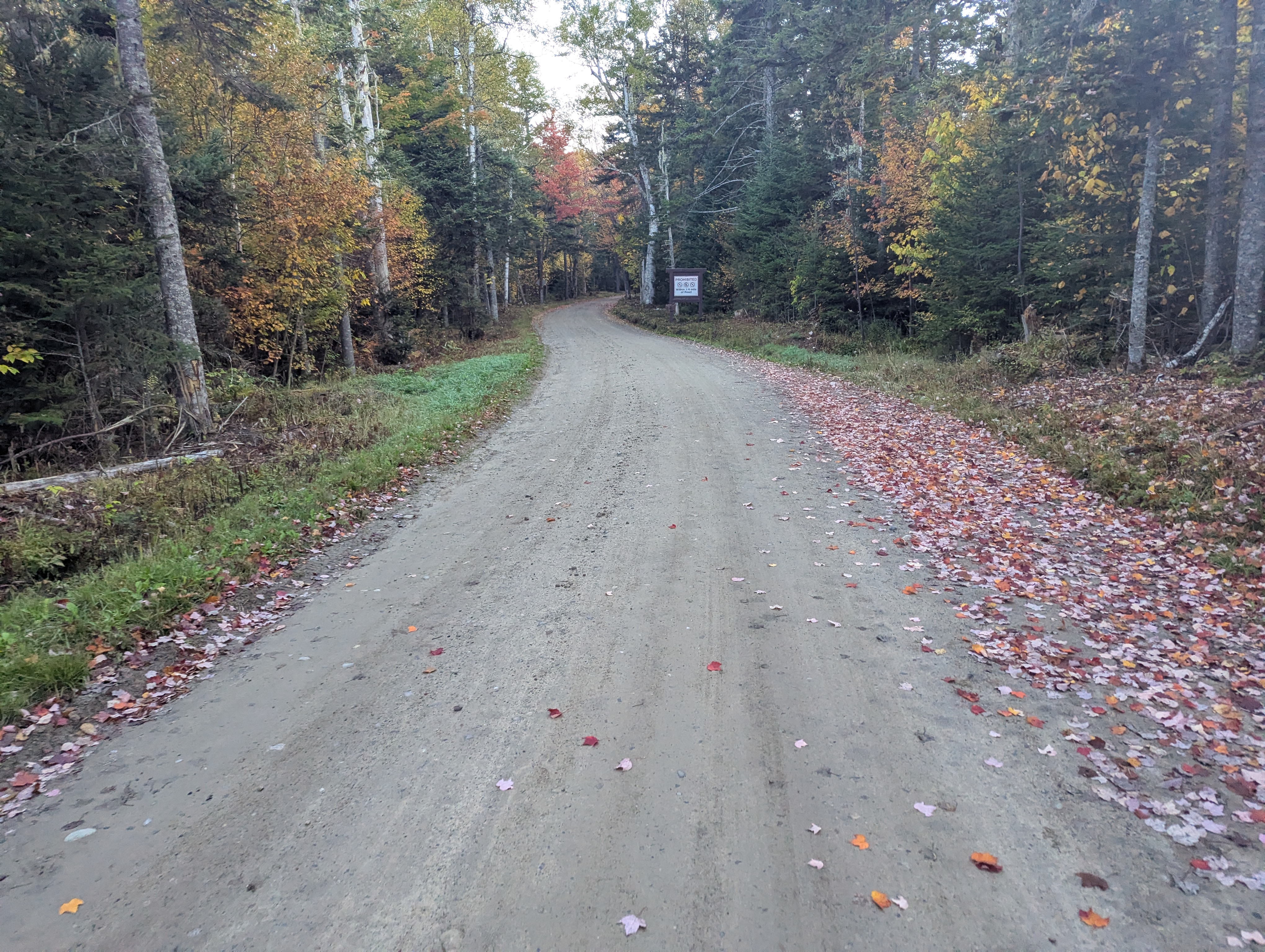 A dirt road through the woods