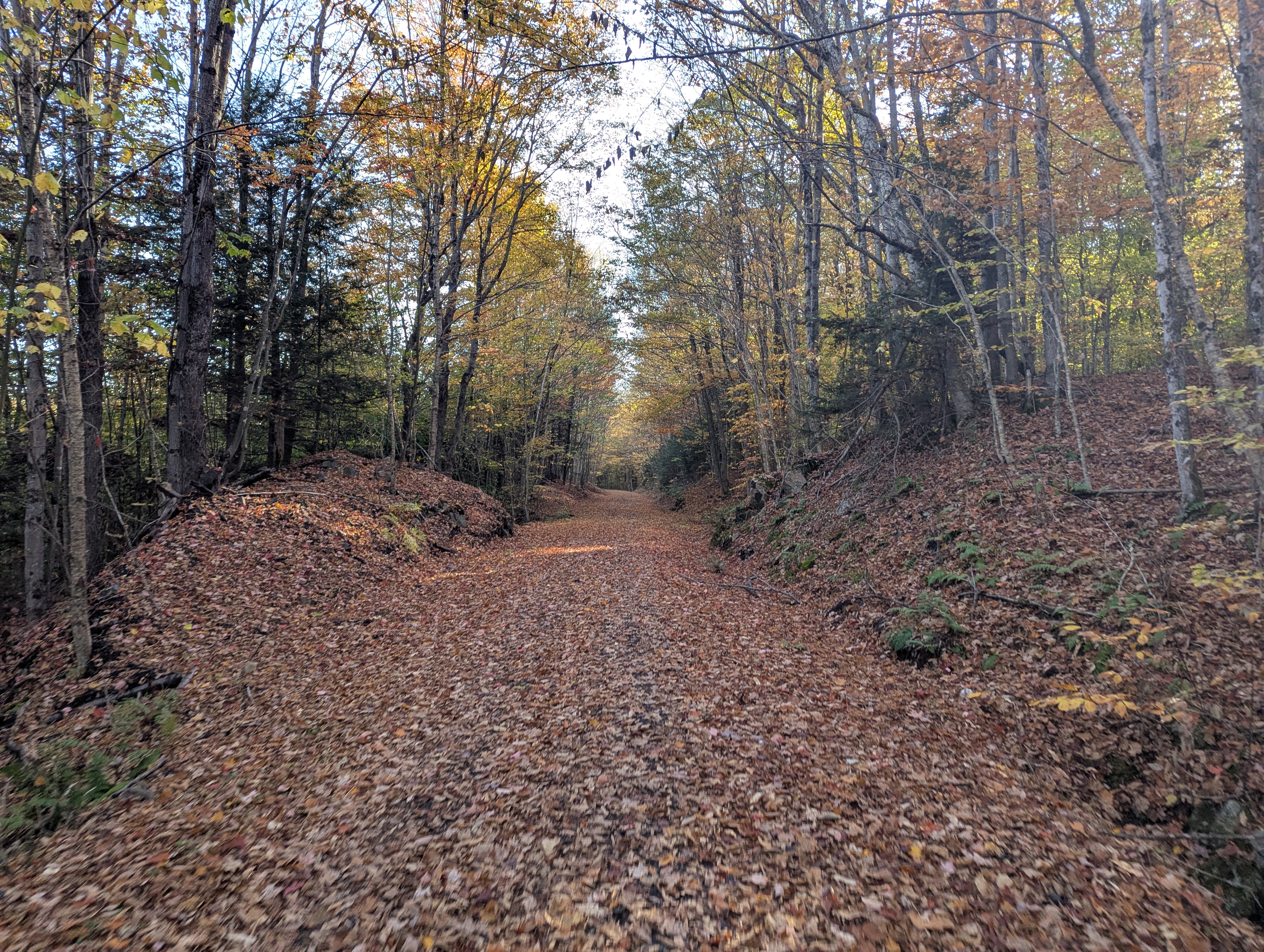 A leaf-covered wide gravel path