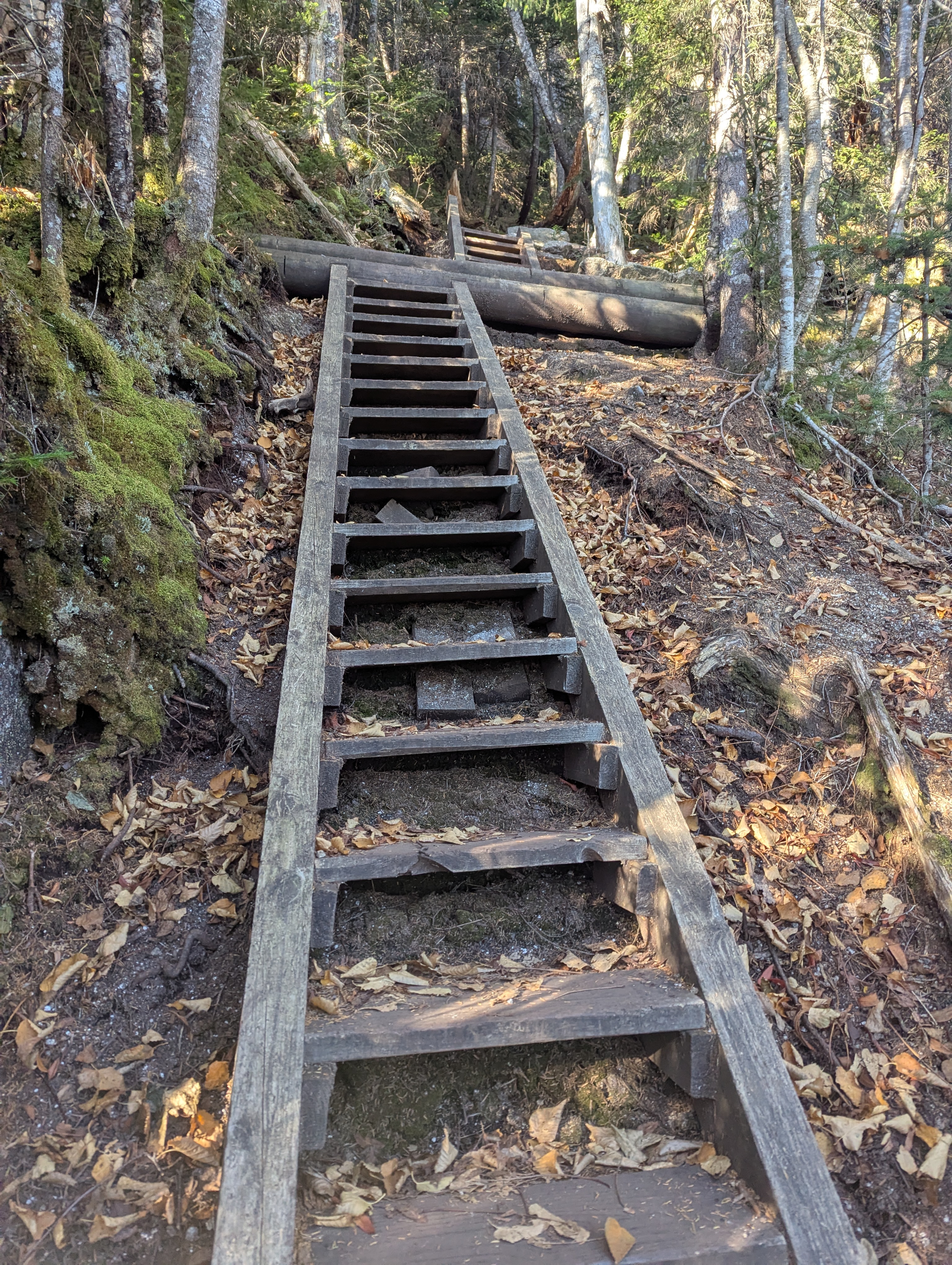 Steep wooden stairs leading up a forested trail