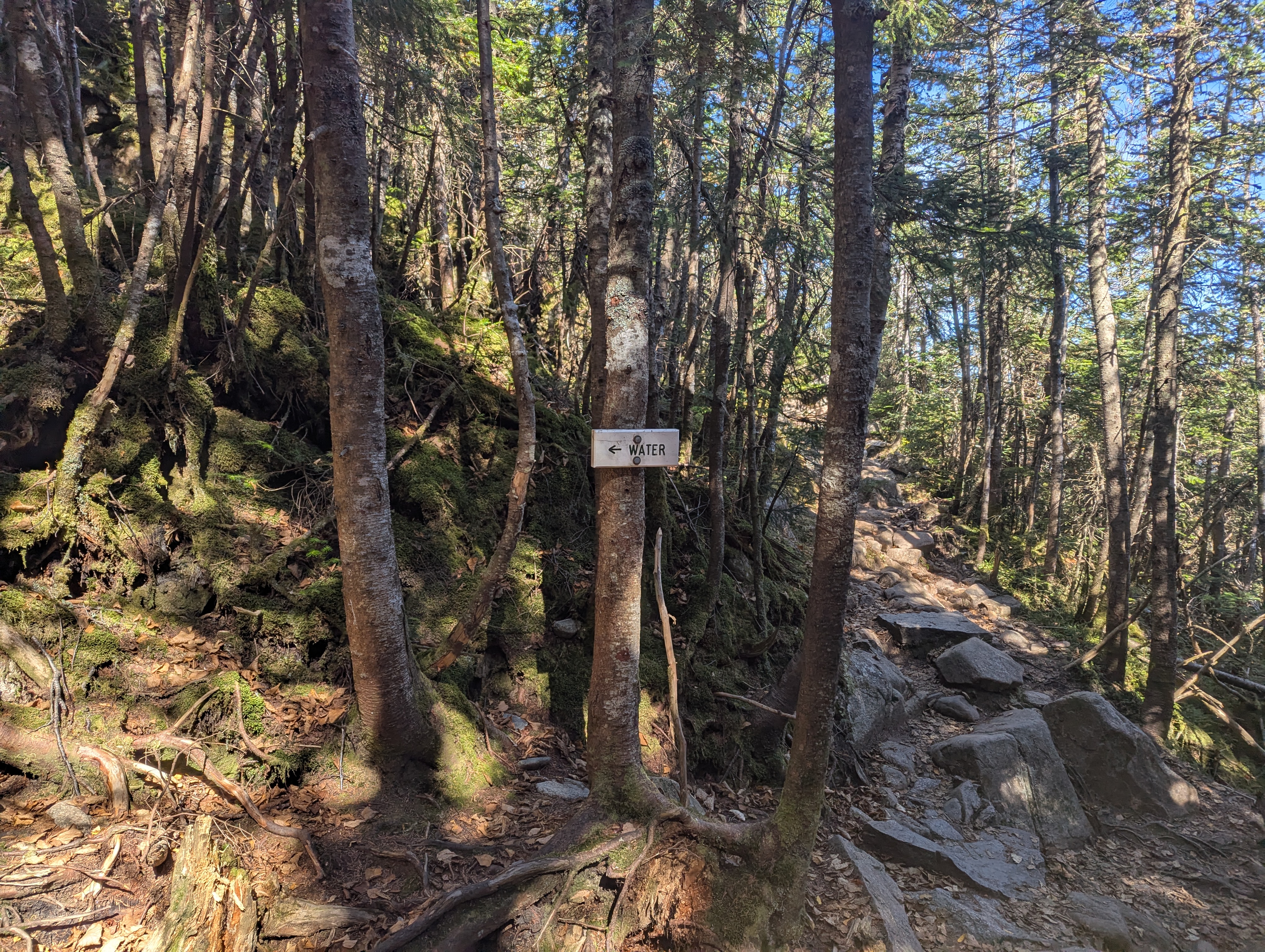 A sign on a tree that says 'Water' with an arrow pointing left