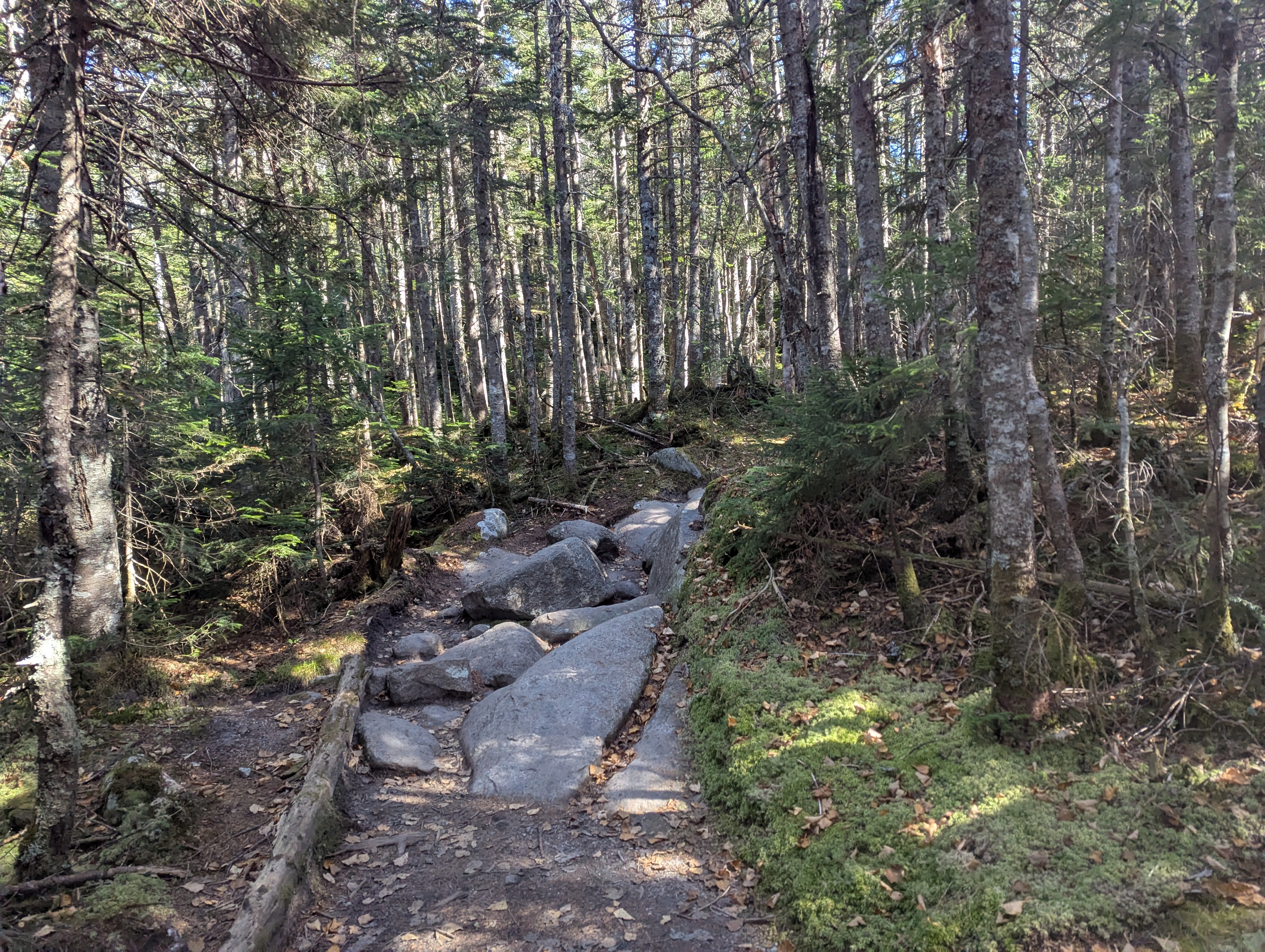 A rocky path in the woods