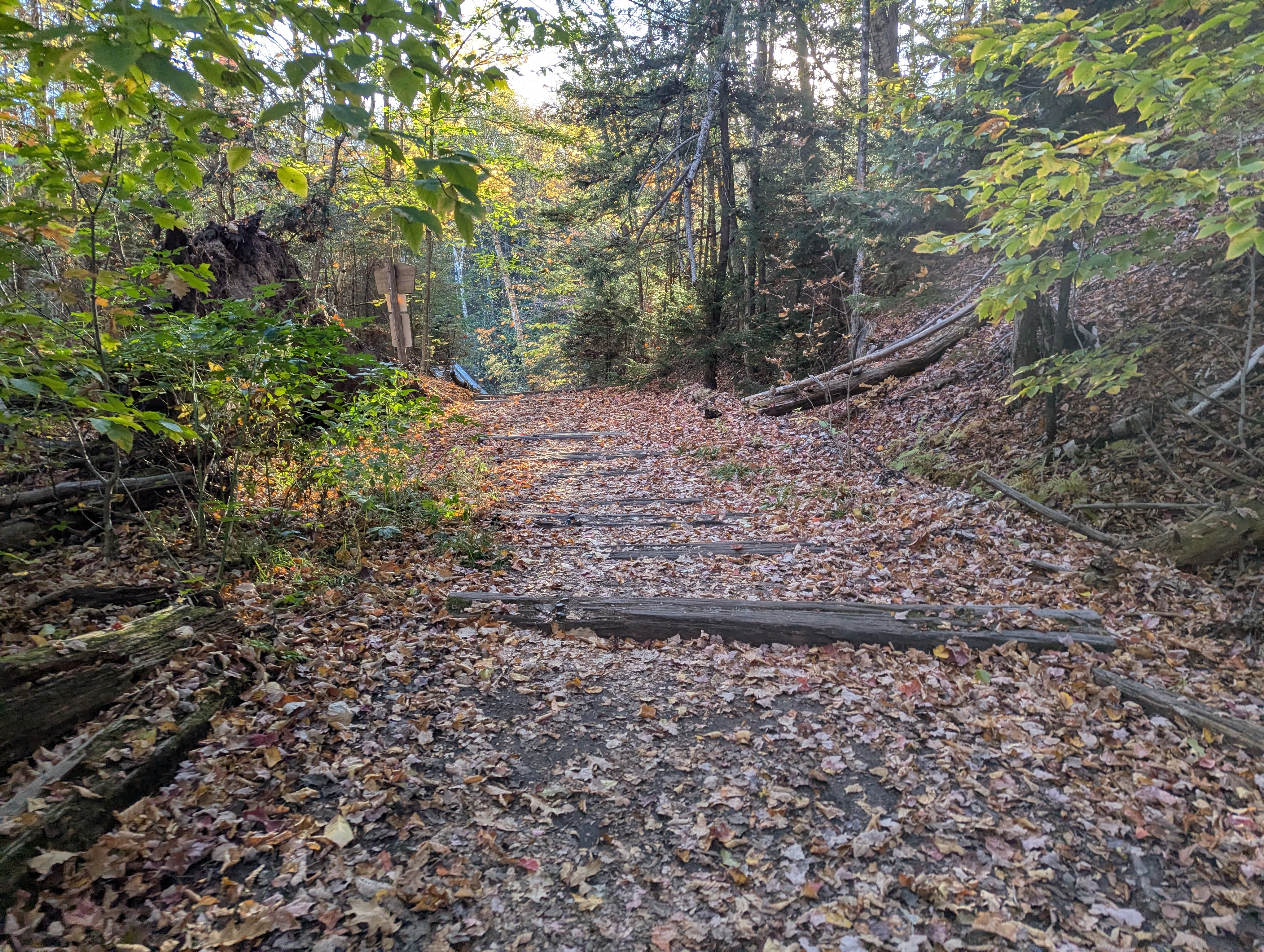 A wide, flat, wooded trail with old railroad ties embededded in it