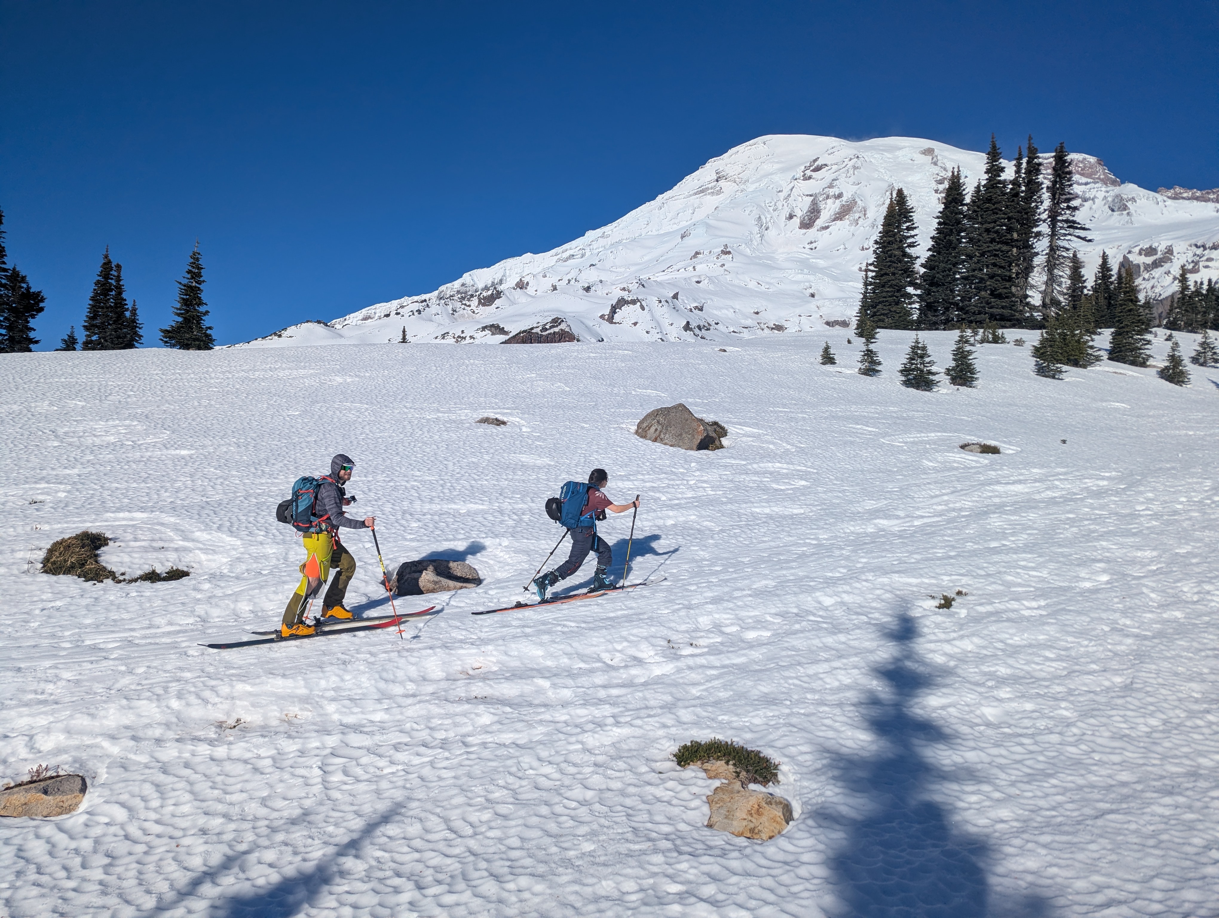 Two skiers touring, with Tahoma in the background